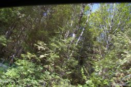 Cedar trees of the Tongas national forest in Ketchikan.jpg