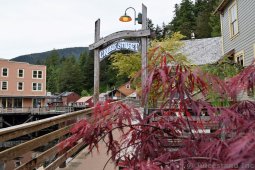 Japanese Maple Tree in Front of Creek Street Ketchikan Alaska
