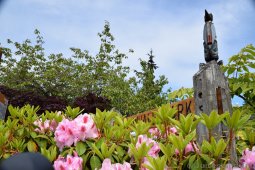 Flowers at Whale Park Ketchikan