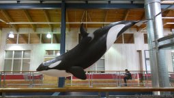Killer Whale Inside Ketchikan Mining Co