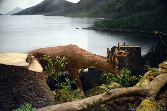 Deer at Rain Forest Exhibit