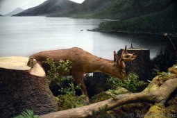 Deer at Rain Forest Exhibit