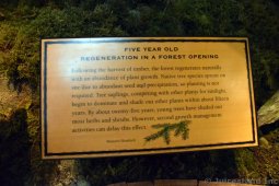 Five Year Old Regeneration in a Forest Opening