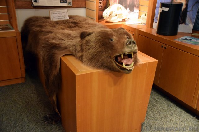 Grizzly Bear Head and Hide at Ketchikan Tongass National Park Museum
