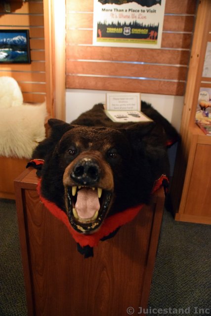 Kodiak Bear Head & Hide at Ketchikan Tongass National Park Museum
