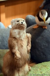 River Otter & Bird at Ketchikan Tongass National Park Museum