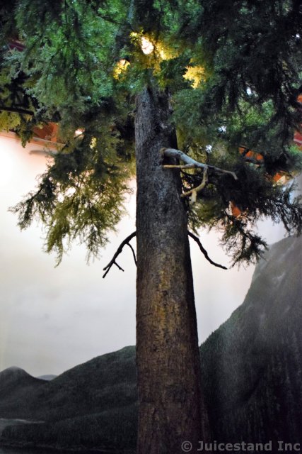 Tree Exhibit of Ketchikan Tongass National Park Museum