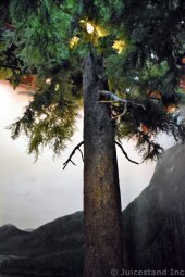 Tree Exhibit of Ketchikan Tongass National Park Museum