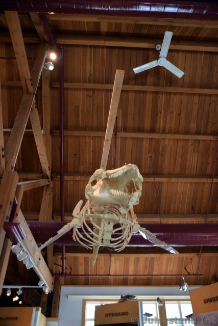 Whale Bones Hanging from the Ceiling at Ketchikan Tongass National Park Museum
