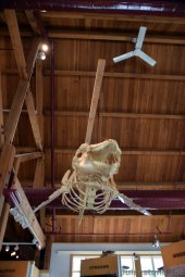 Whale Bones Hanging from the Ceiling at Ketchikan Tongass National Park Museum