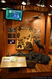 Wildlife Exhibit at Ketchikan Tongass National Park Museum
