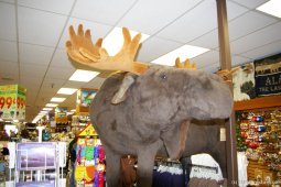 Mortimer the Moose in Ketchikan store (2).jpg