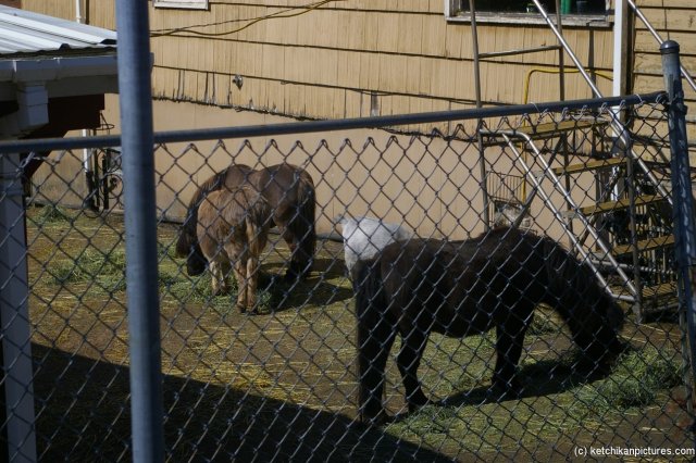 Ponies and a white goat in a Ketchikan backyard.jpg
