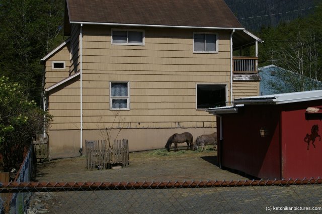 Ponies in a Ketchikan backyard.jpg
