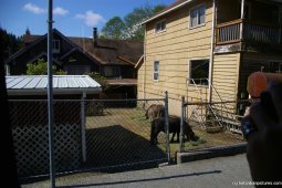 Small ponies at a Ketchikan backyard.jpg