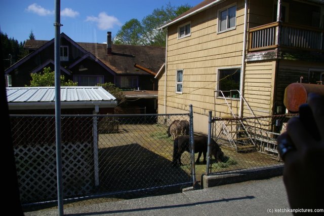 Small ponies at a Ketchikan backyard.jpg
