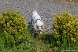 White dog in Ketchikan totem park.jpg