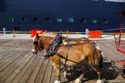 Two ponies at the Ketchikan docks.jpg