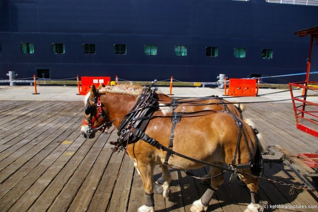 Two ponies at the Ketchikan docks.jpg
