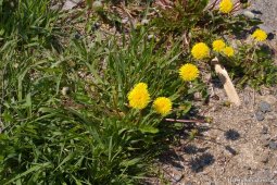 Yellow flowers in Ketchikan.jpg